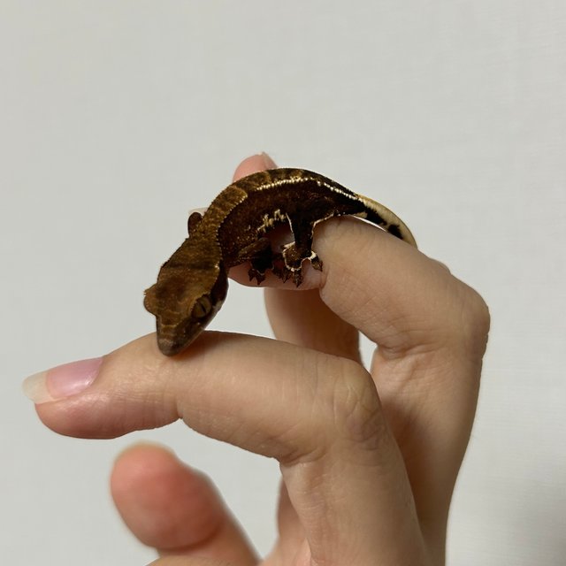 다크 팬텀 챠콜 릴리화이트