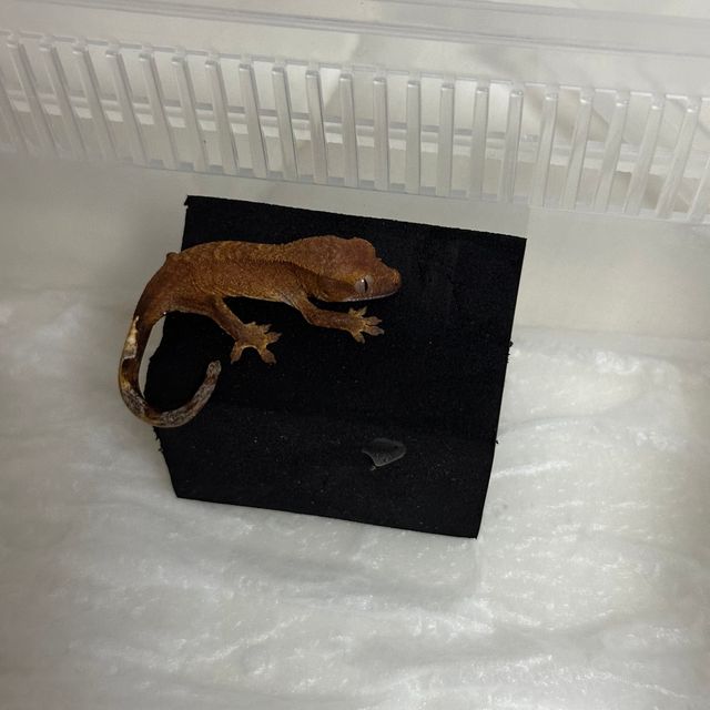다크 챠콜
