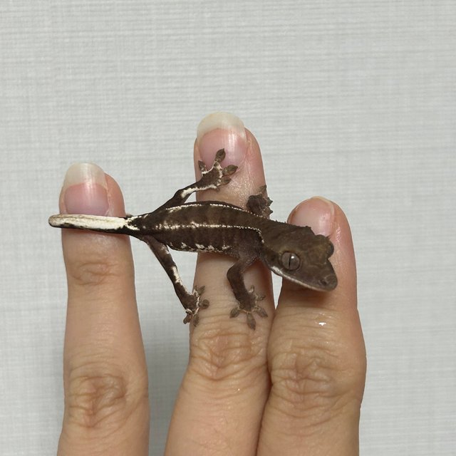 다크 팬텀 챠콜 릴리화이트