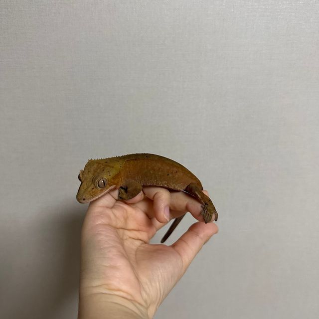 다크 챠콜