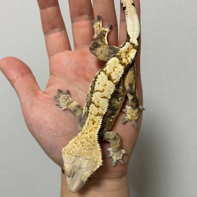 트라이 익스트림할리퀸