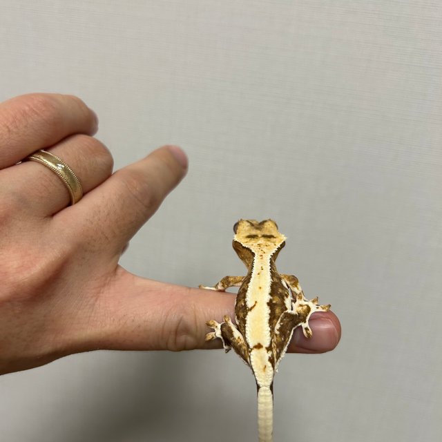 릴리100%헷아잔틱