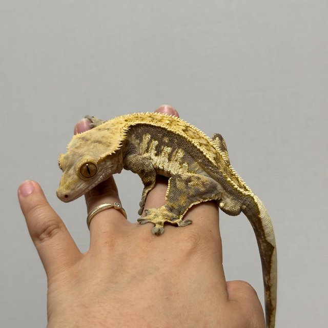 핀스트라이프 트라이