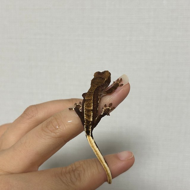 다크 팬텀 챠콜 릴리화이트