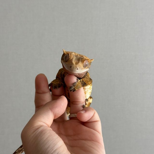 트라이