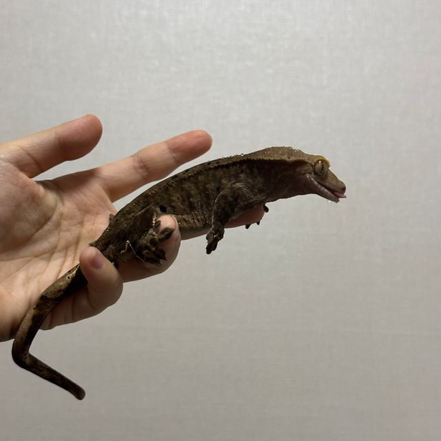 챠콜 알티