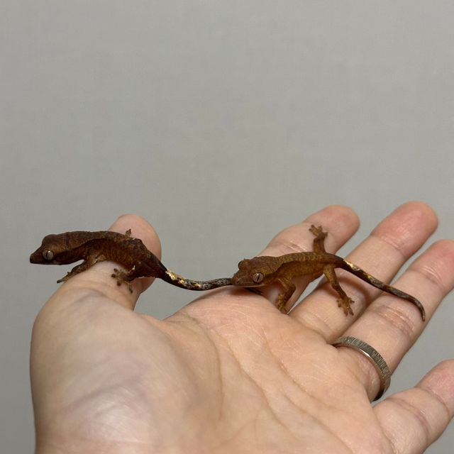 다크 챠콜