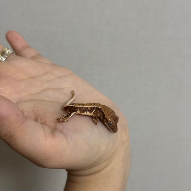 풀핀 릴리화이트