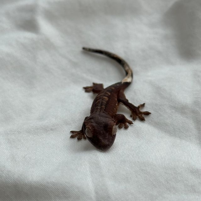 다크 챠콜
