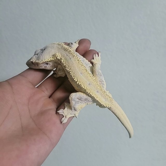 풀핀 릴리화이트