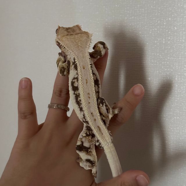 릴리화이트 풀핀