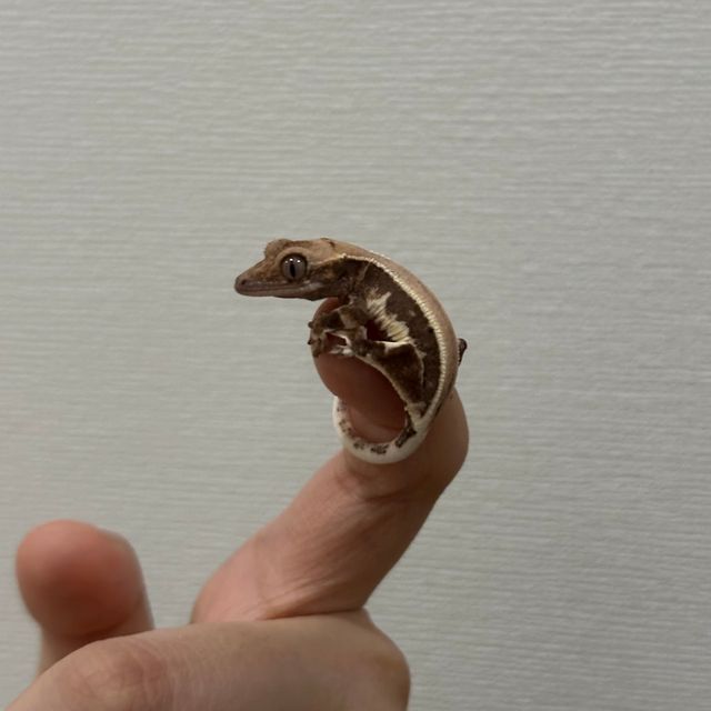 릴리화이트 풀핀