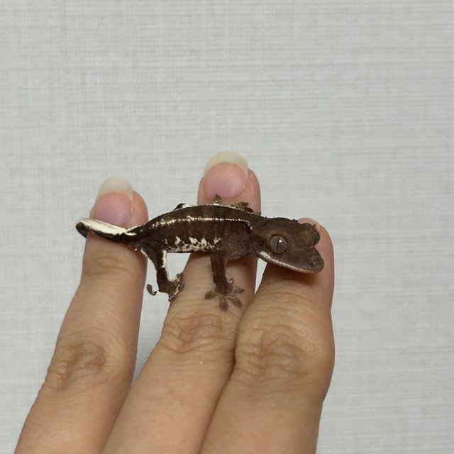 다크 팬텀 챠콜 릴리화이트