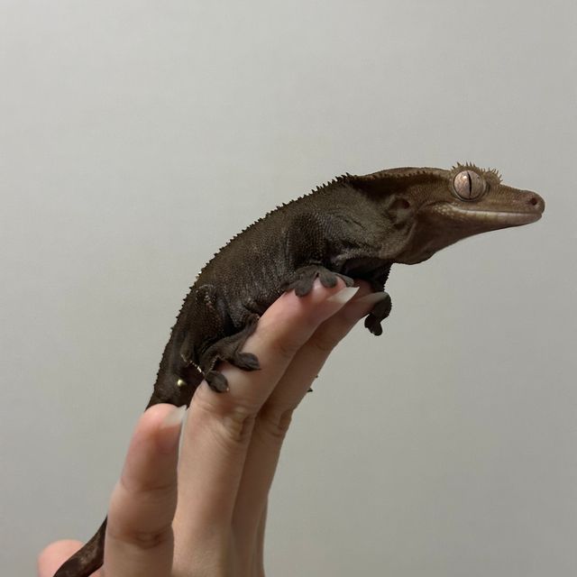 아잔틱