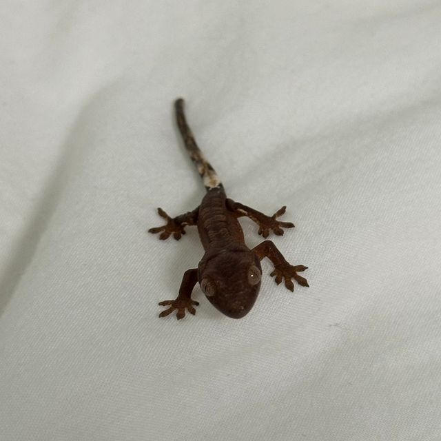 다크 챠콜