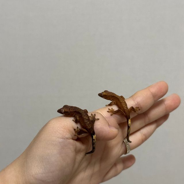 다크 챠콜
