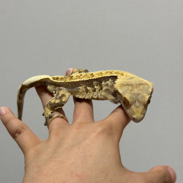 핀스트라이프 트라이