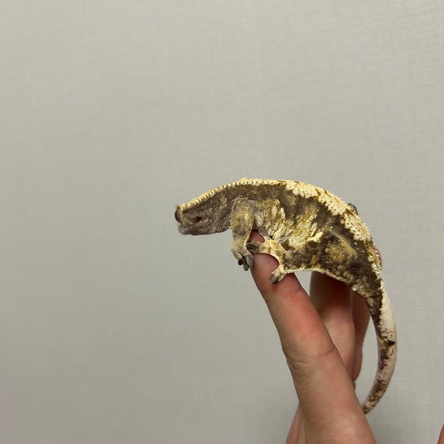 트라이 익스트림할리퀸