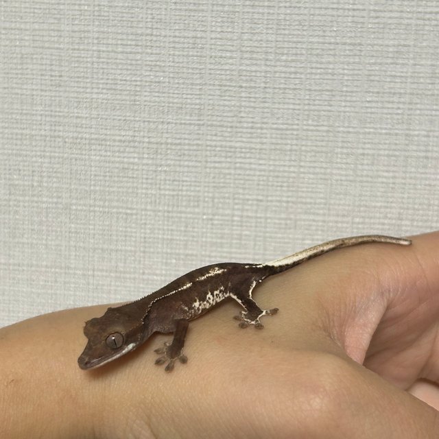 다크 팬텀 챠콜 릴리화이트