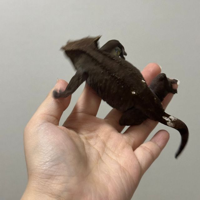 아잔틱