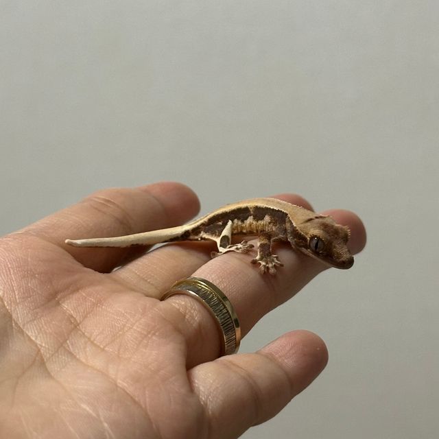 릴리화이트 풀핀