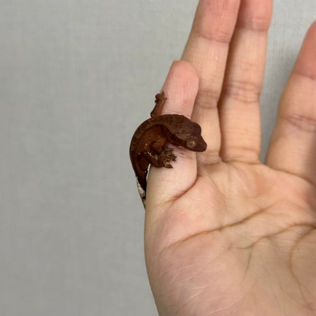 다크 챠콜