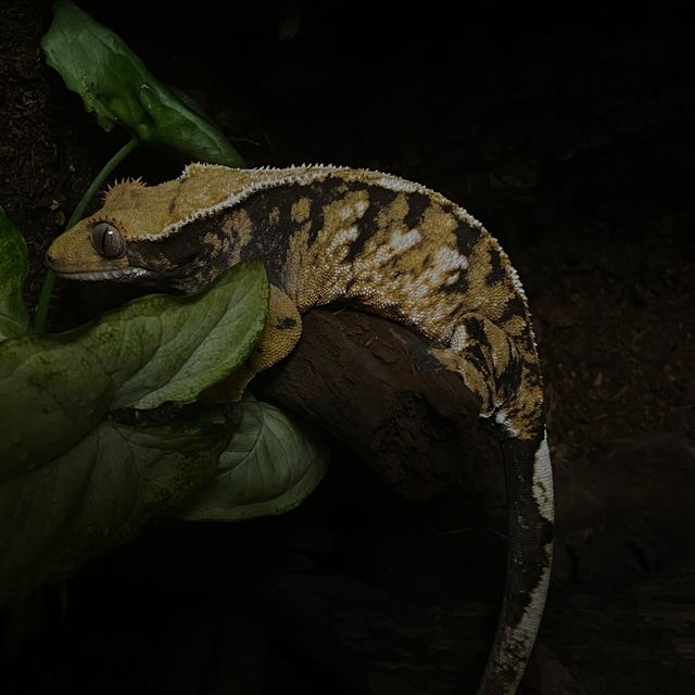 바브