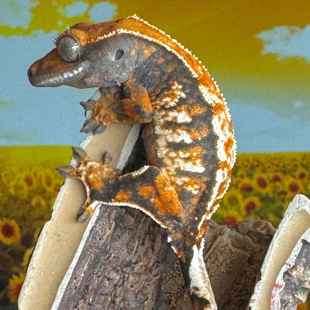 바브