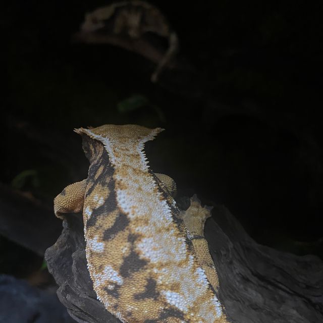 바브