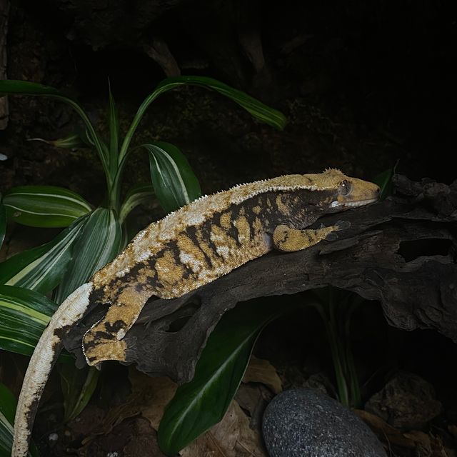 바브