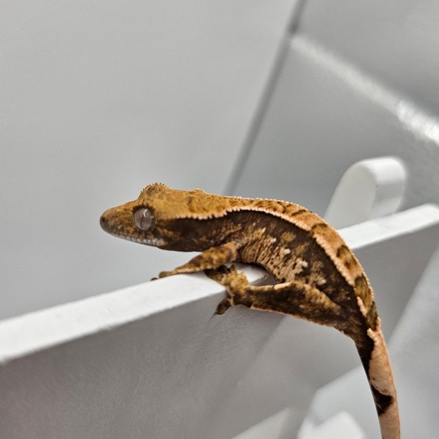 트라이