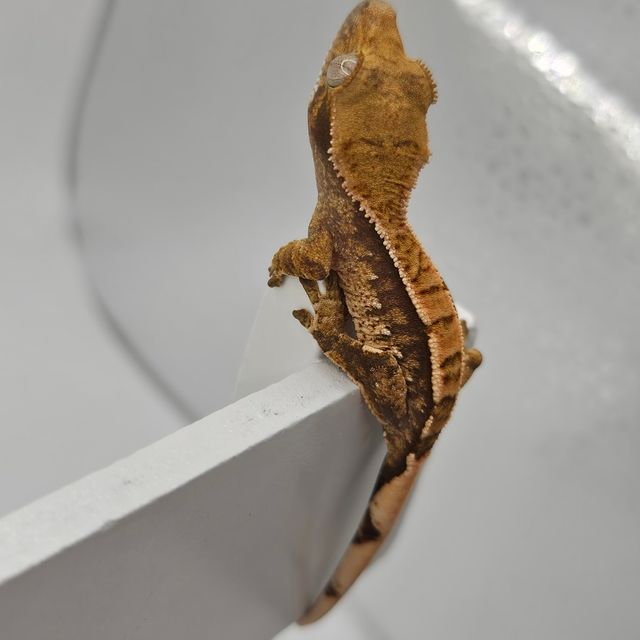 트라이