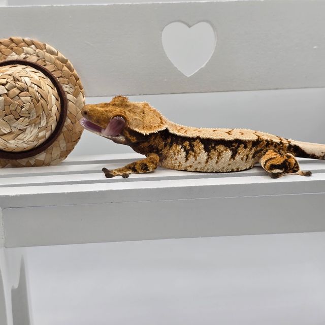 트라이