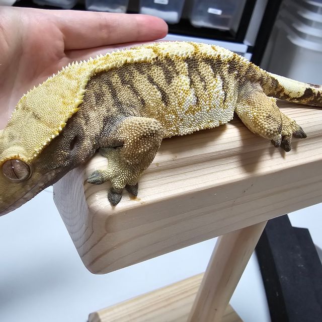 트라이