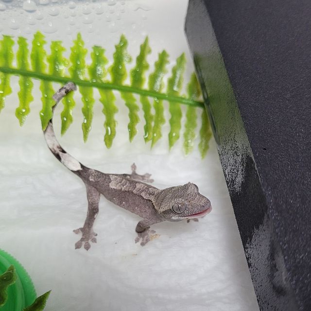 아잔틱