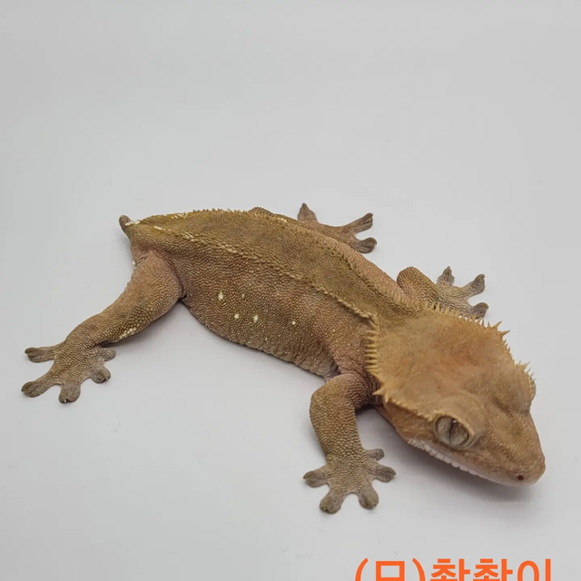 노멀 바이 레드