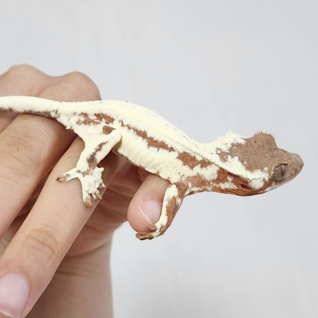 프라푸치노