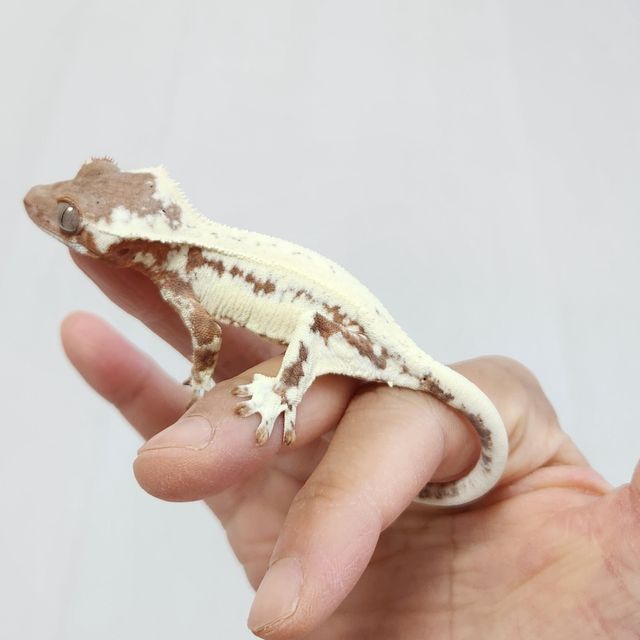 프라푸치노