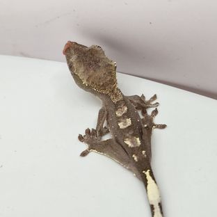 아잔틱