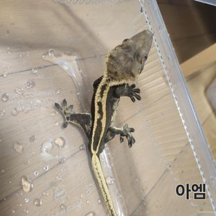 노멀 슈퍼스트라이프