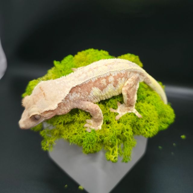 레드 릴리화이트