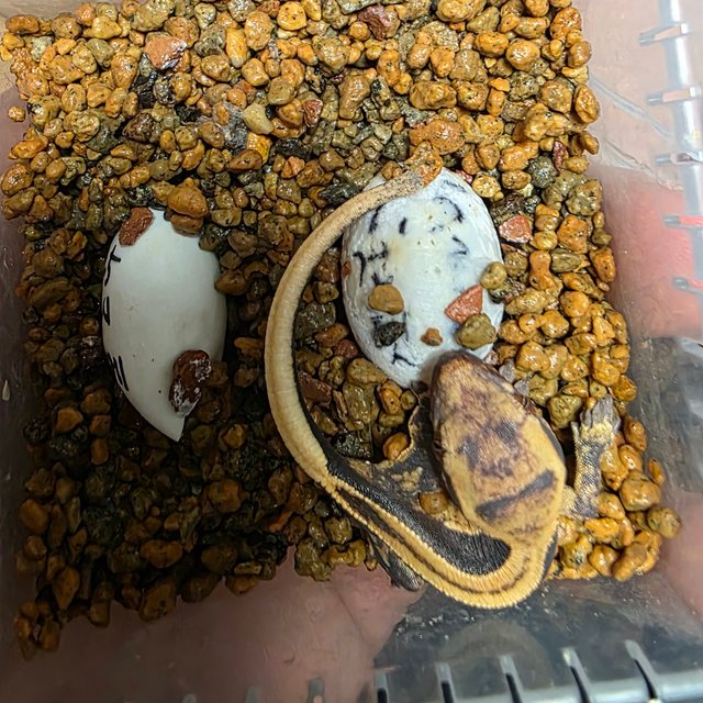 엠티백 슈퍼스트라이프