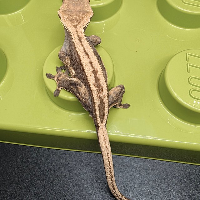 노멀 슈퍼스트라이프