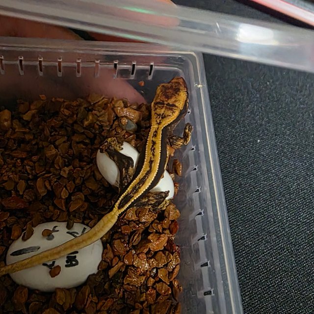 노멀 슈퍼스트라이프 엠티백