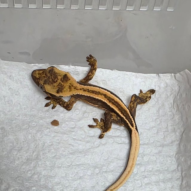 노멀 슈퍼스트라이프 엠티백