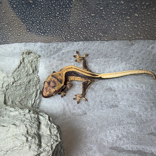 엠티백 슈퍼스트라이프