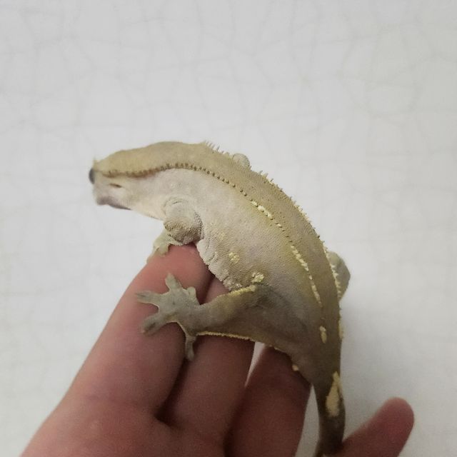 아잔틱