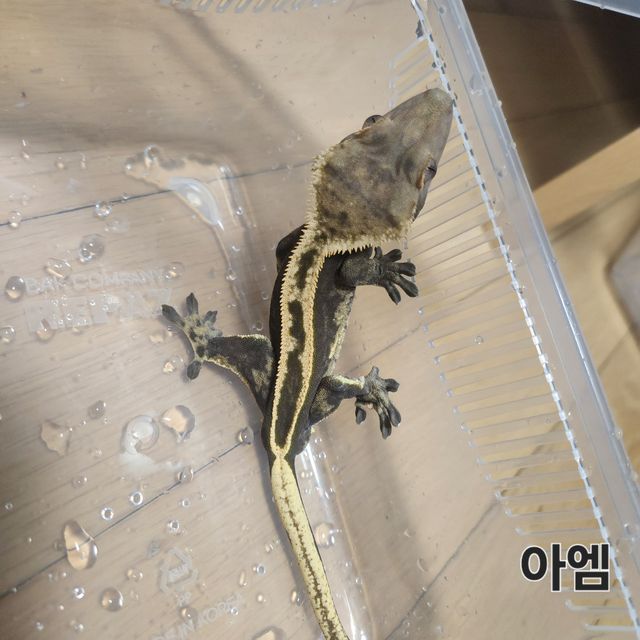 노멀 슈퍼스트라이프