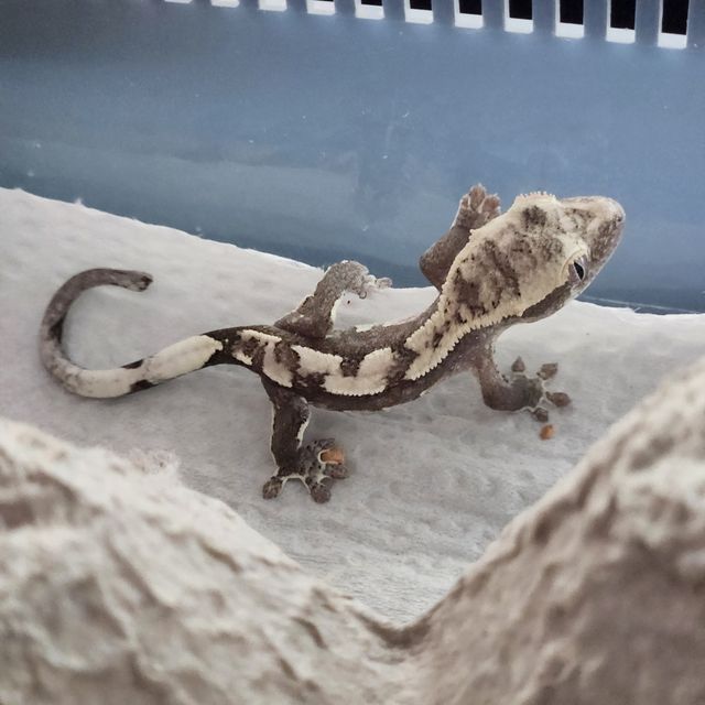 아잔틱