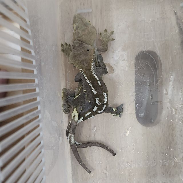 아잔틱